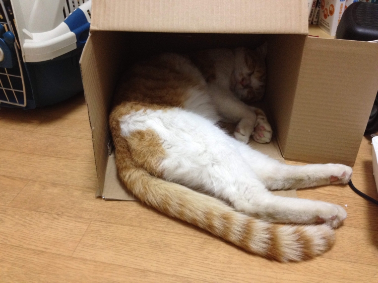 f:id:sumomomomoko:20190627005201j:plain
