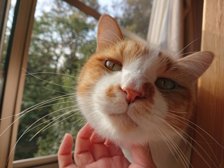 f:id:sumomomomoko:20190627005209j:plain