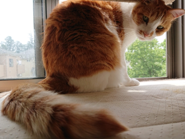 f:id:sumomomomoko:20190627005217j:plain
