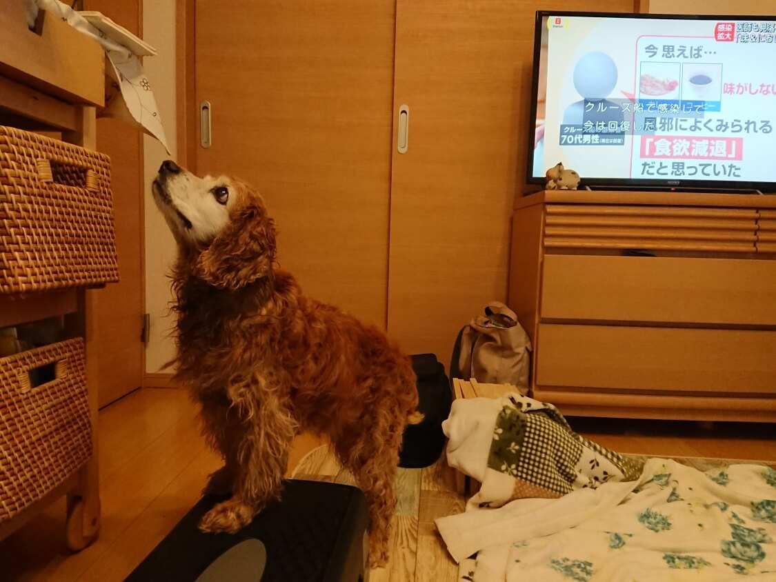 f:id:sumomomomoko:20200329230638j:plain