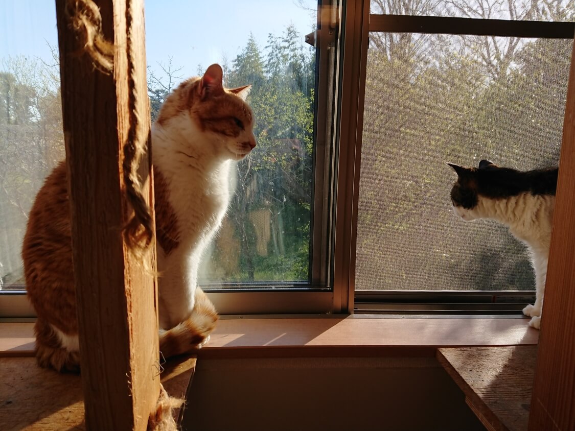f:id:sumomomomoko:20200417231400j:plain f:id:sumomomomoko:20200417231400j:plain