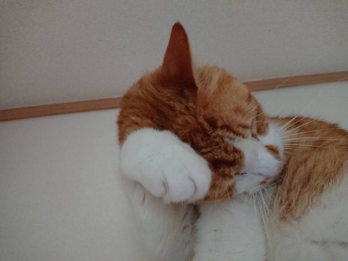 f:id:sumomomomoko:20200620202242j:plain