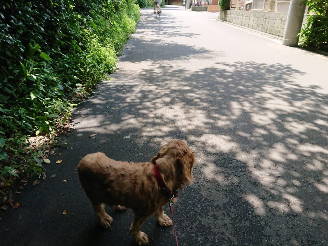 f:id:sumomomomoko:20200620202252j:plain