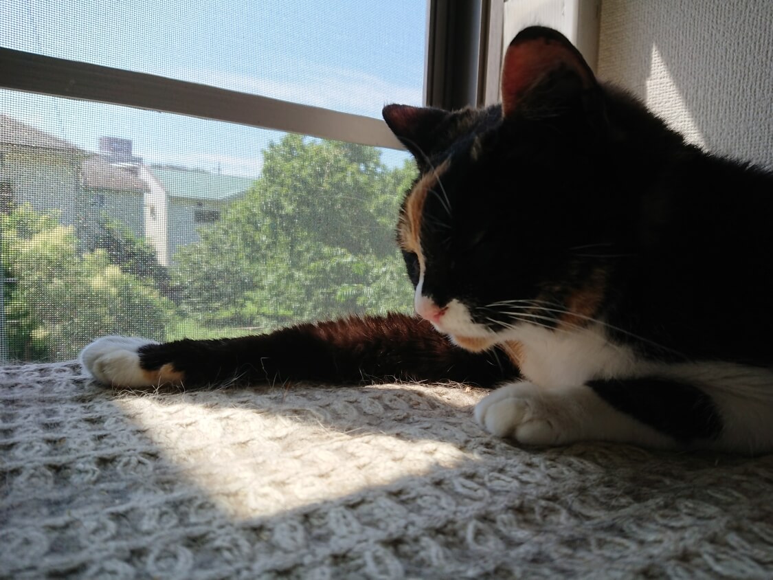 f:id:sumomomomoko:20200707205014j:plain