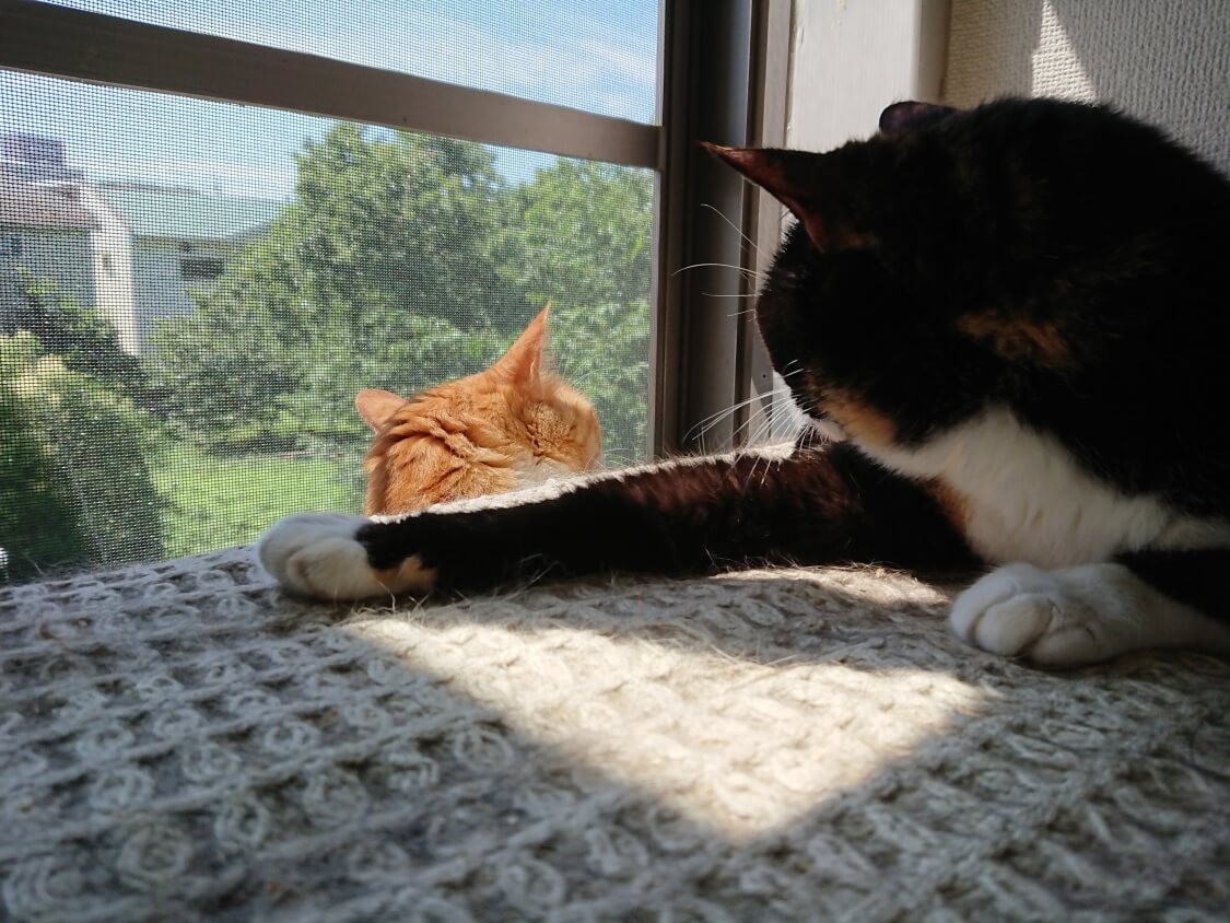 f:id:sumomomomoko:20200707205018j:plain