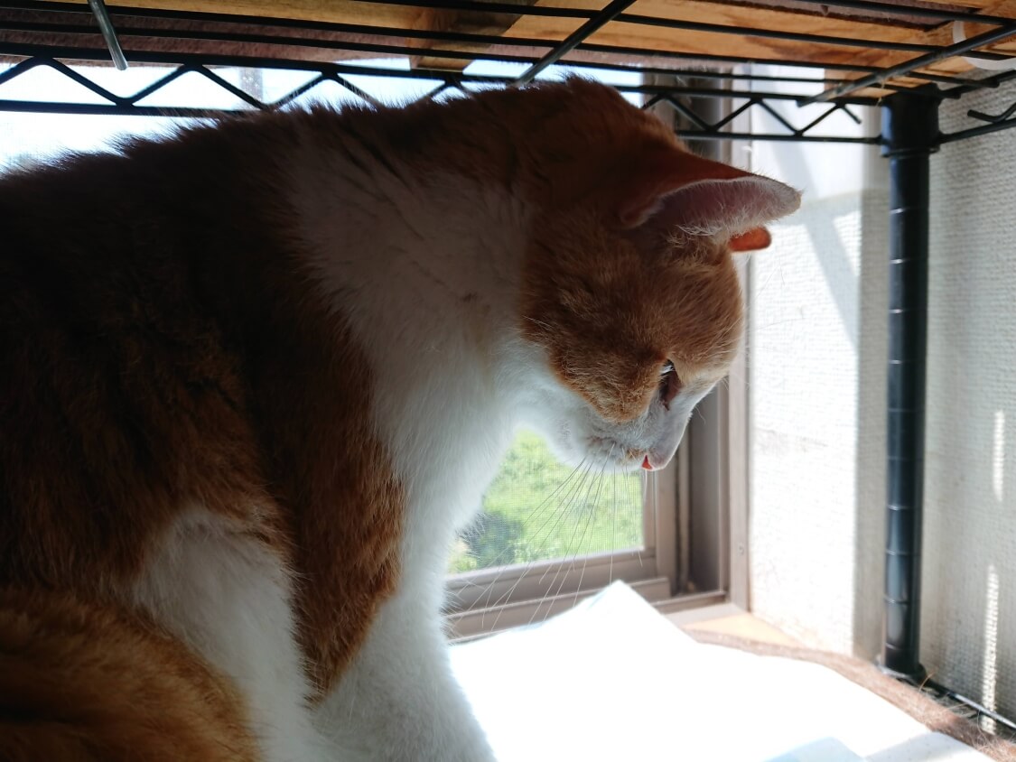 f:id:sumomomomoko:20200707205025j:plain