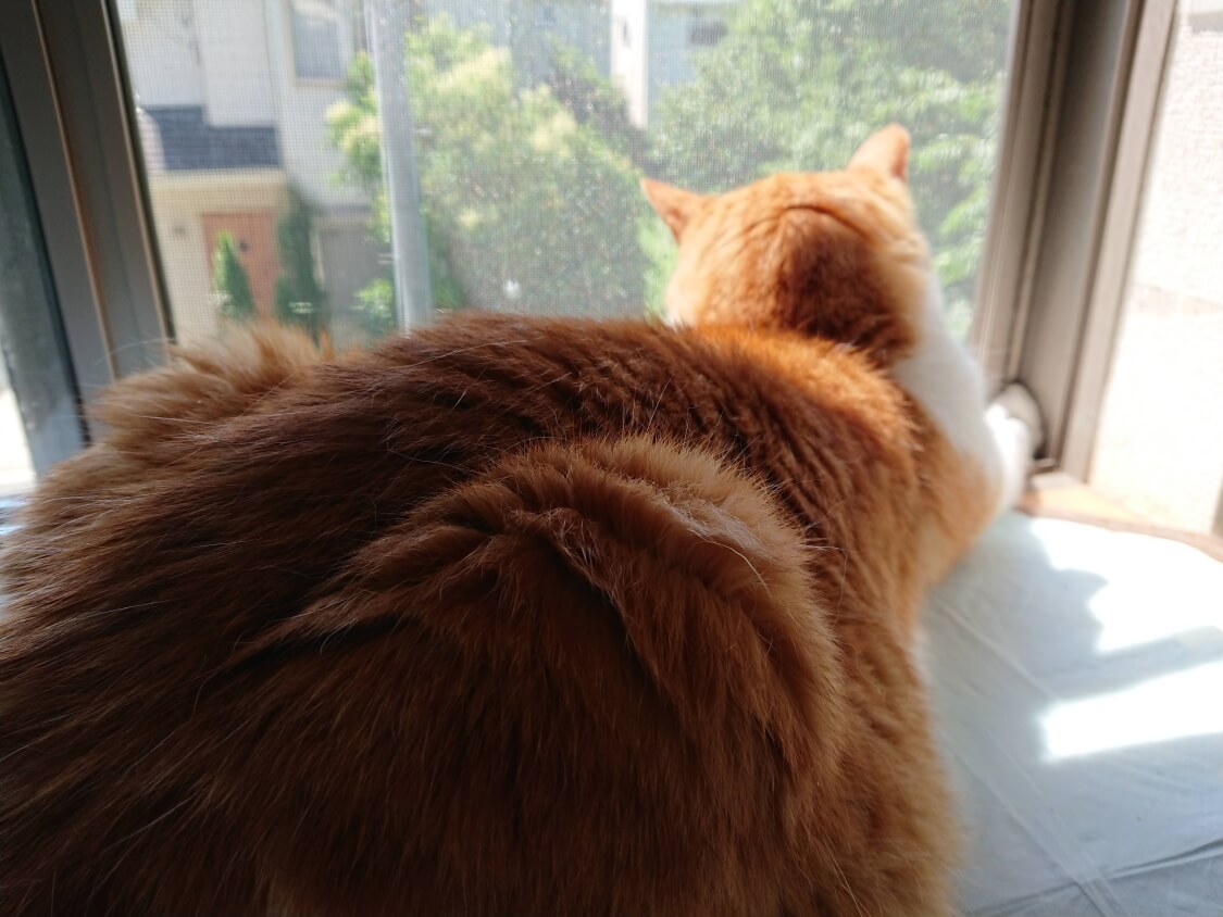 f:id:sumomomomoko:20200707205028j:plain