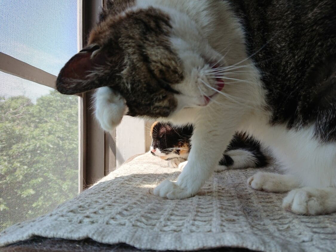 f:id:sumomomomoko:20200707205031j:plain