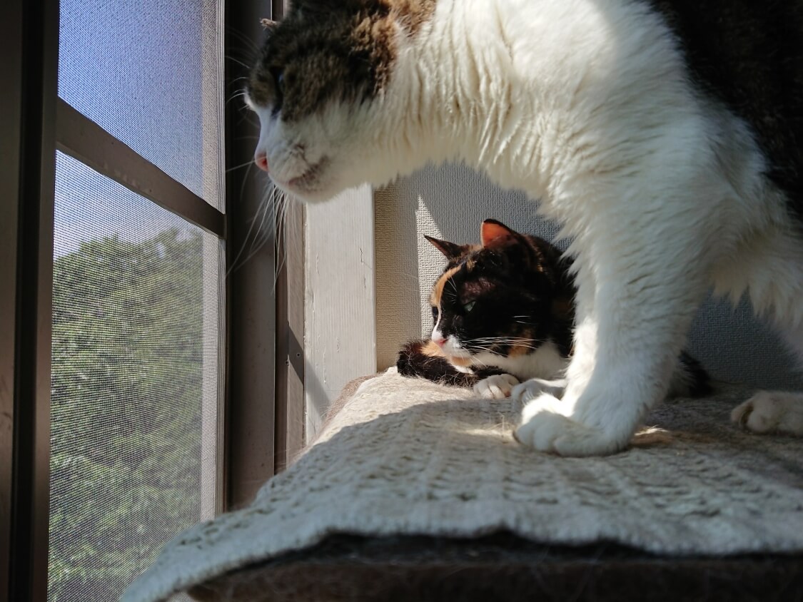 f:id:sumomomomoko:20200707205035j:plain