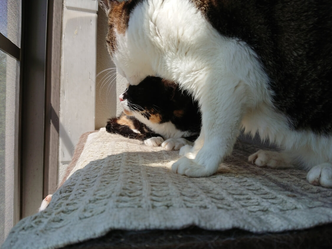 f:id:sumomomomoko:20200707205043j:plain