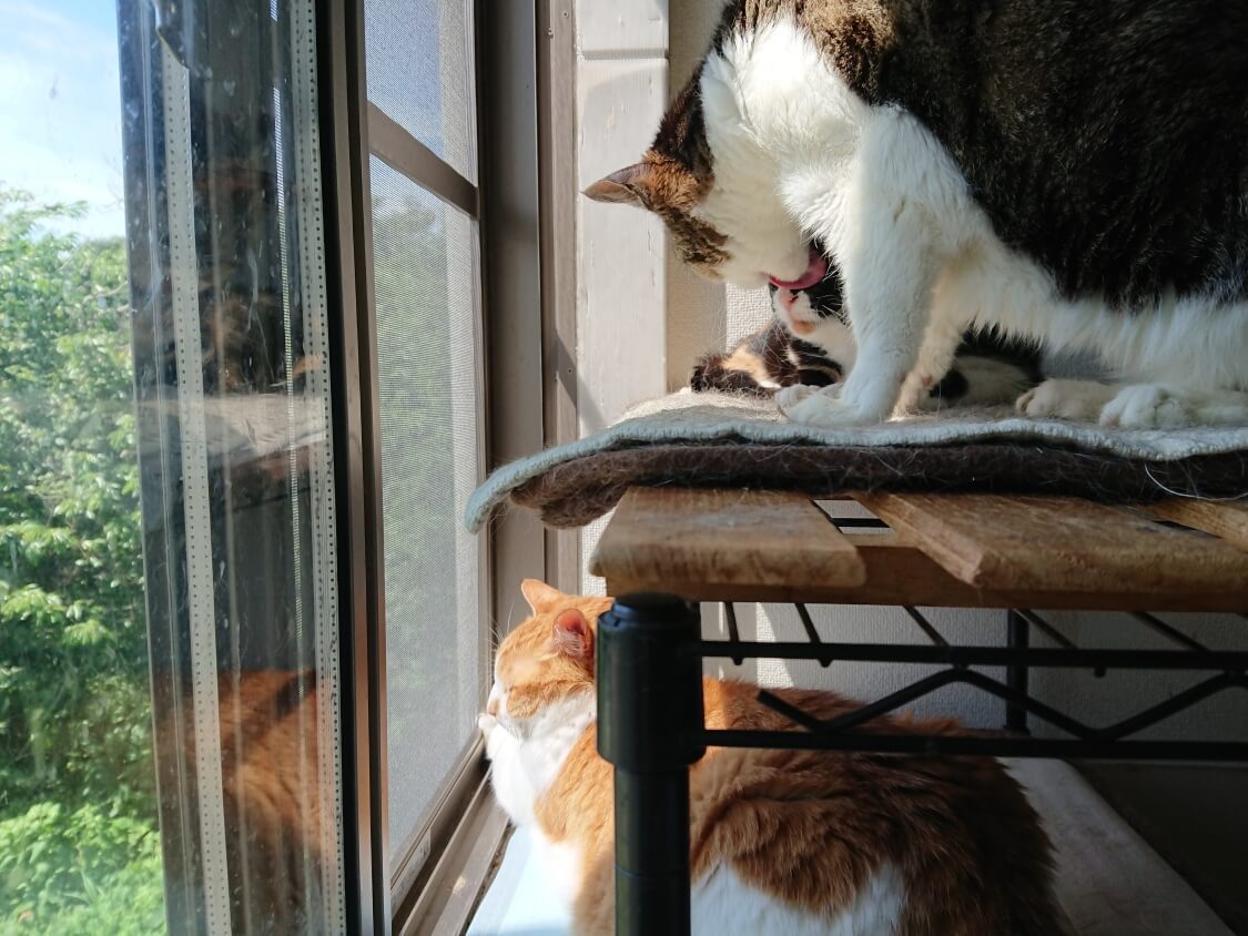 f:id:sumomomomoko:20200707205046j:plain