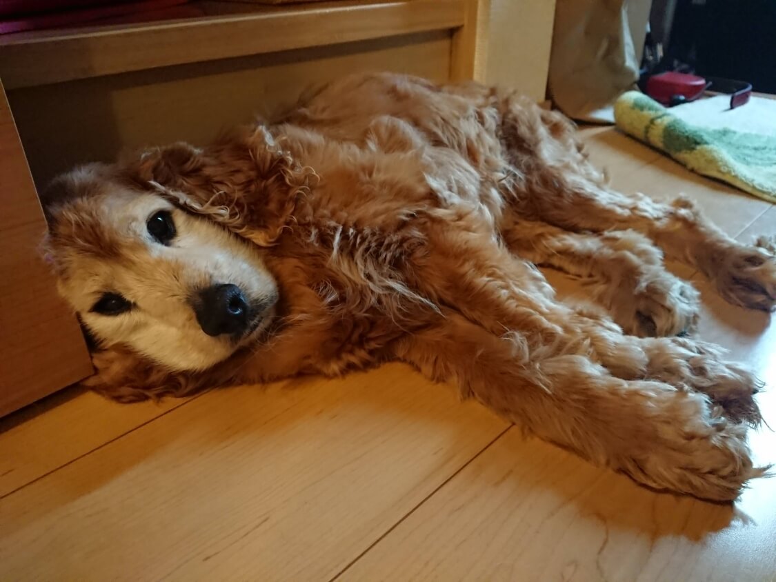 f:id:sumomomomoko:20200707205102j:plain