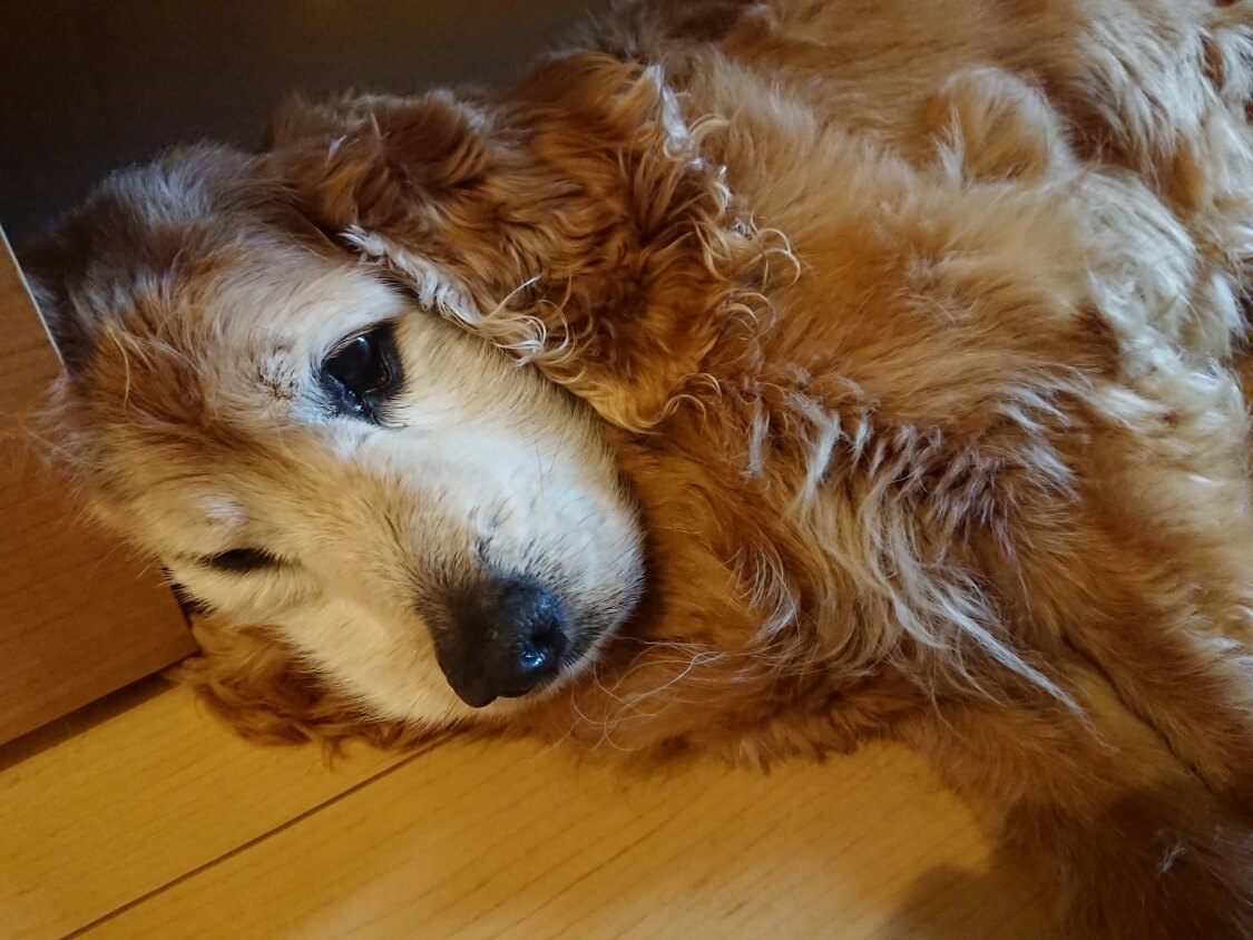 f:id:sumomomomoko:20200707205105j:plain