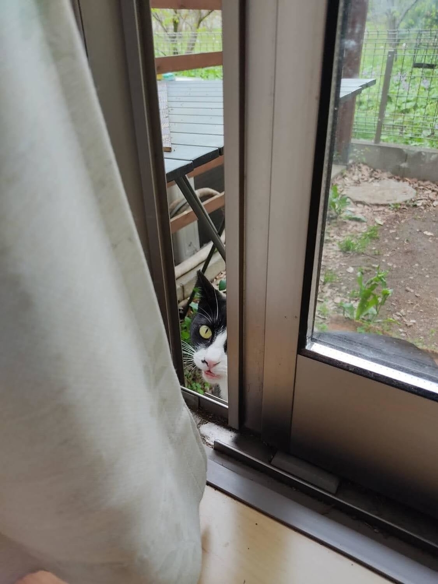 f:id:sumomomomoko:20210406194458j:plain