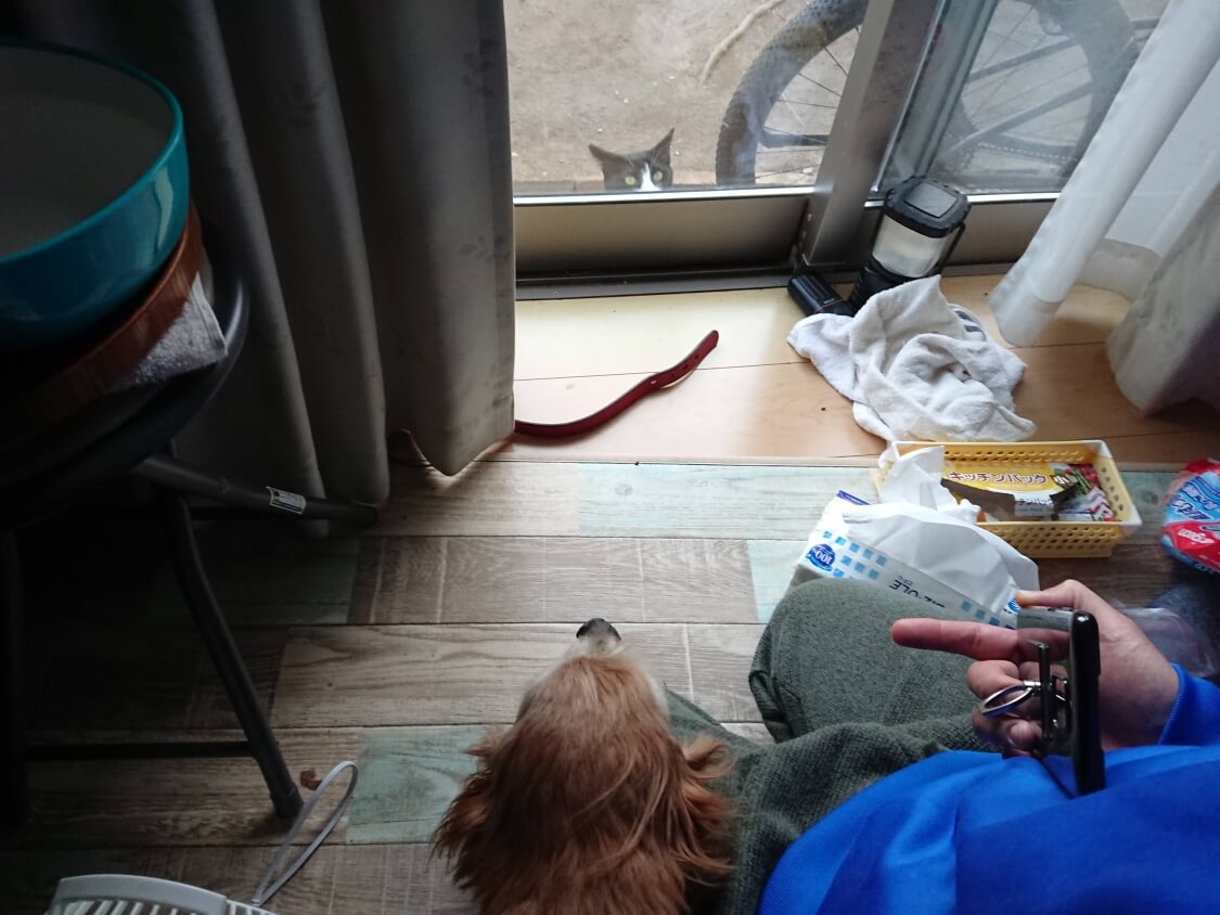 f:id:sumomomomoko:20210406194507j:plain