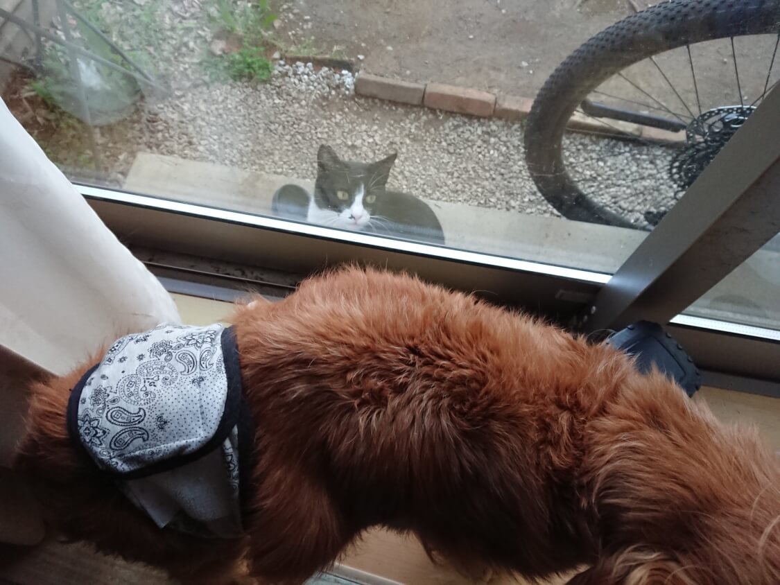 f:id:sumomomomoko:20210406194513j:plain