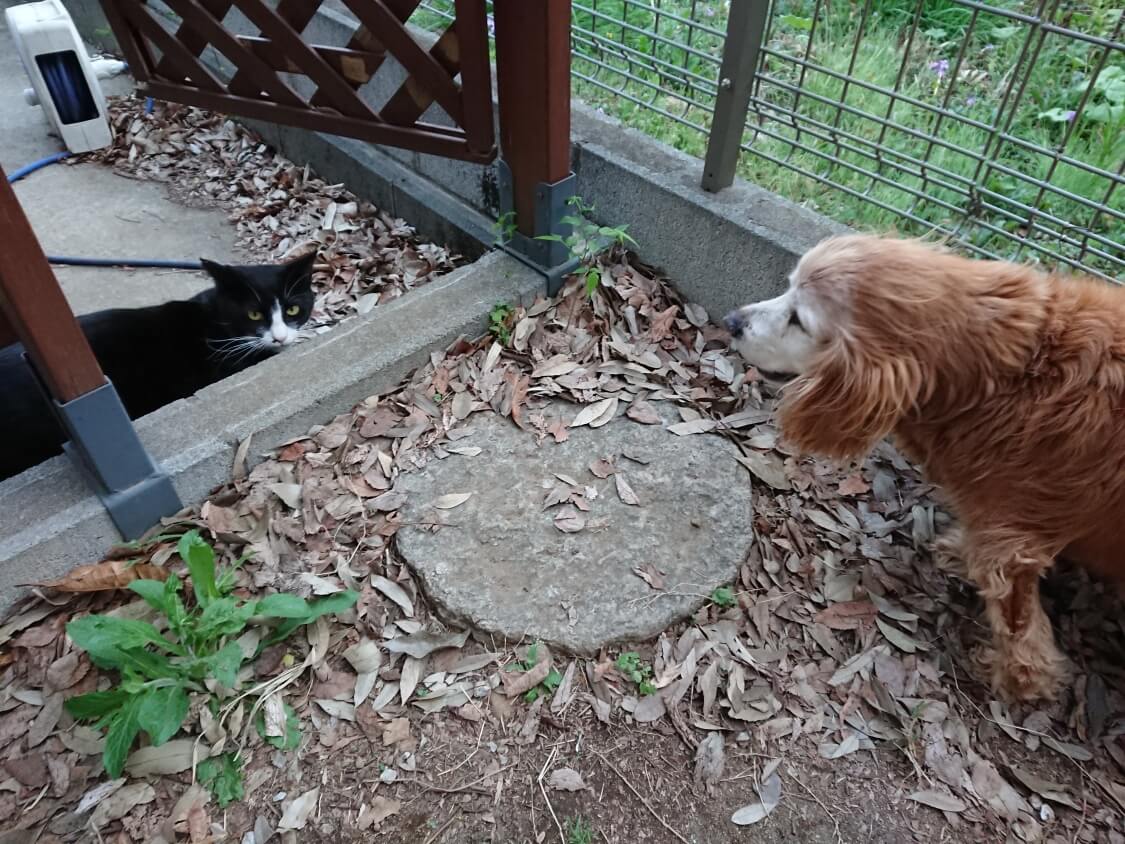 f:id:sumomomomoko:20210406194521j:plain