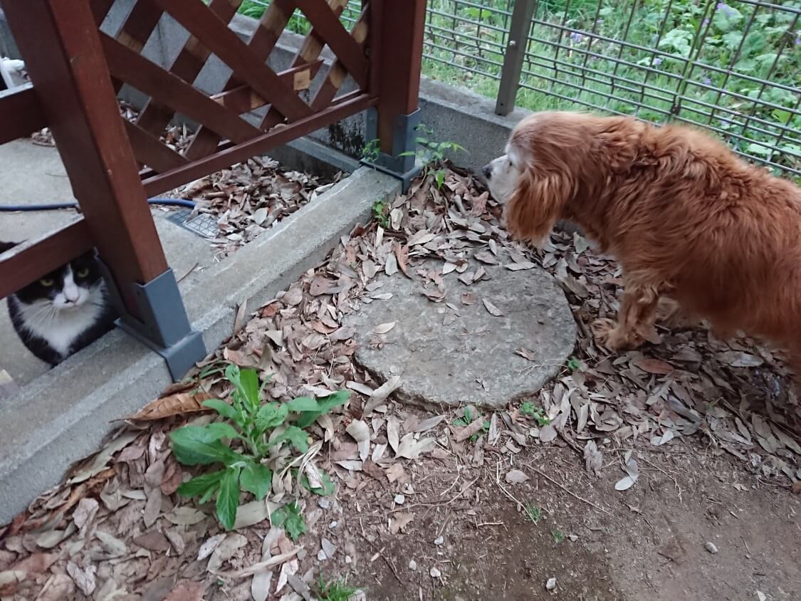 f:id:sumomomomoko:20210406194524j:plain