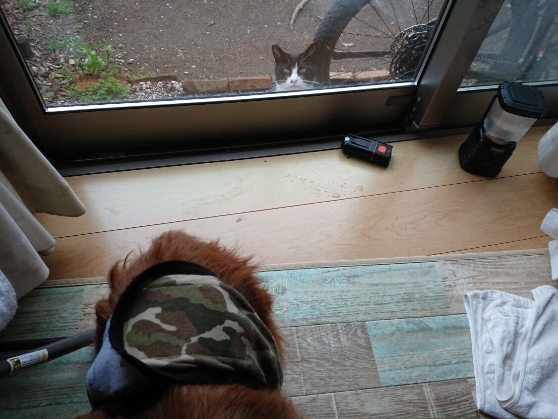 f:id:sumomomomoko:20210406194600j:plain