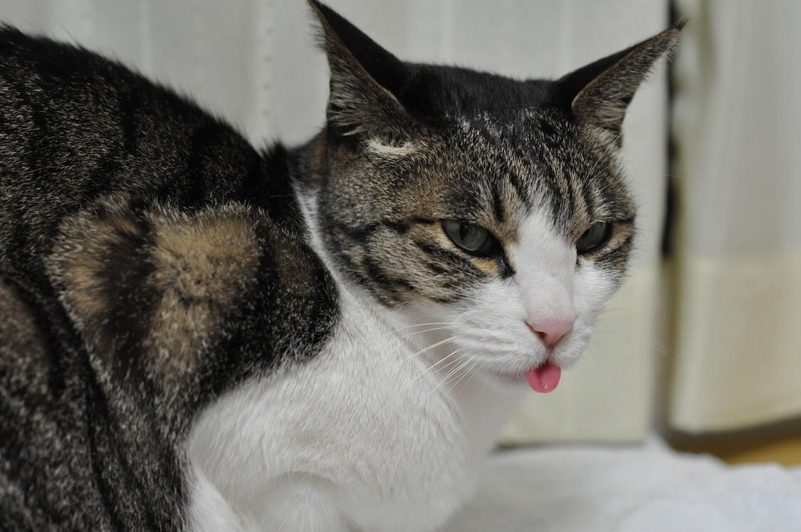 f:id:sumomomomoko:20210531102356j:plain