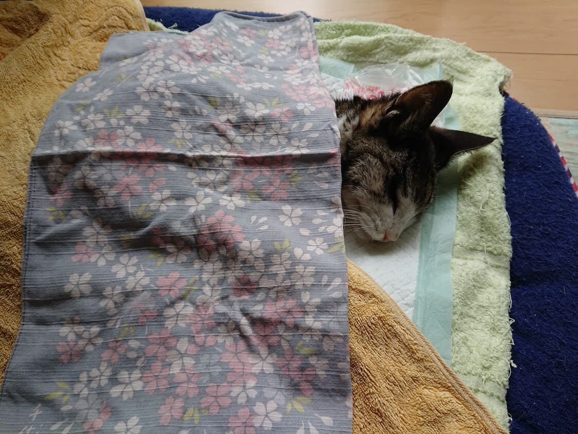 f:id:sumomomomoko:20210605222925j:plain