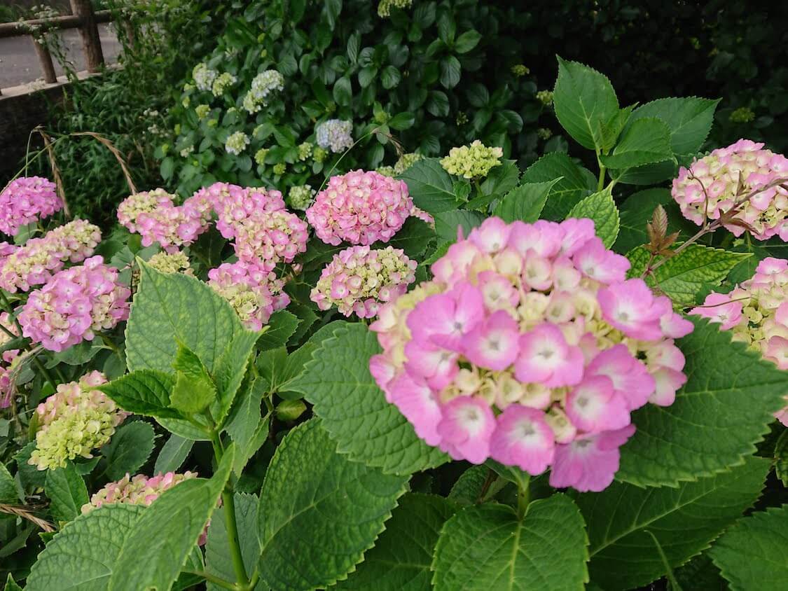 f:id:sumomomomoko:20210605222937j:plain