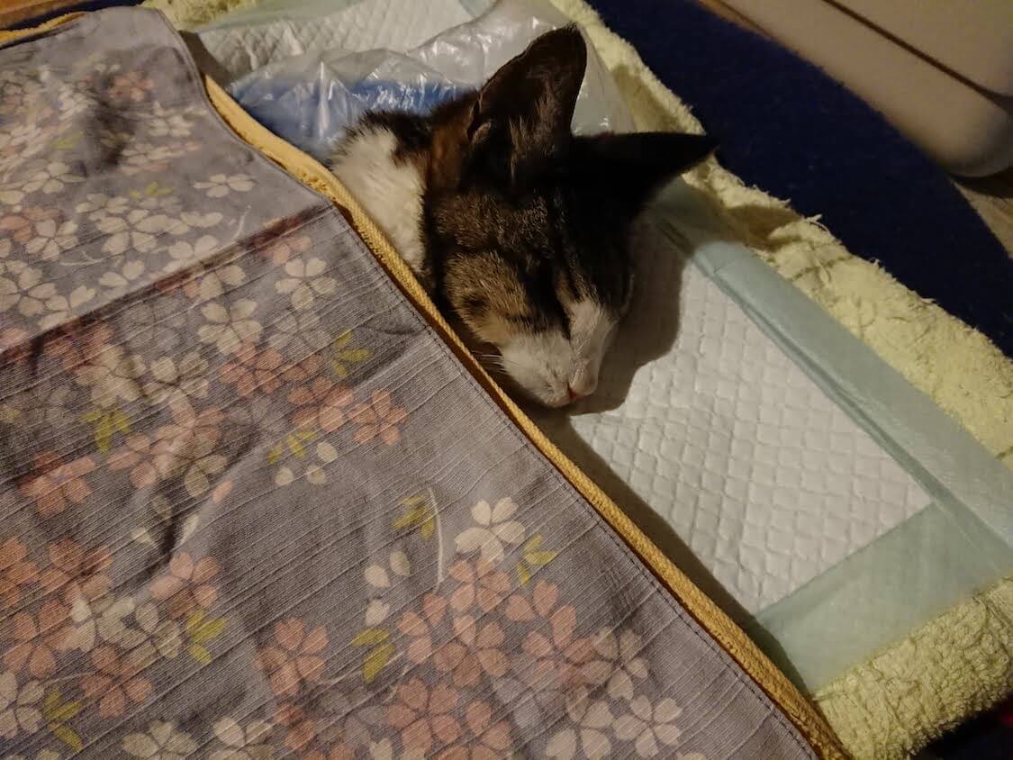 f:id:sumomomomoko:20210605222950j:plain