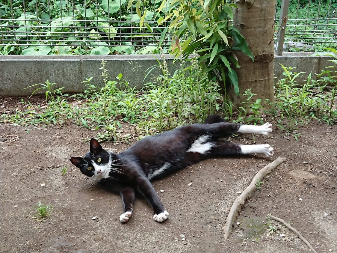 f:id:sumomomomoko:20210605222954j:plain