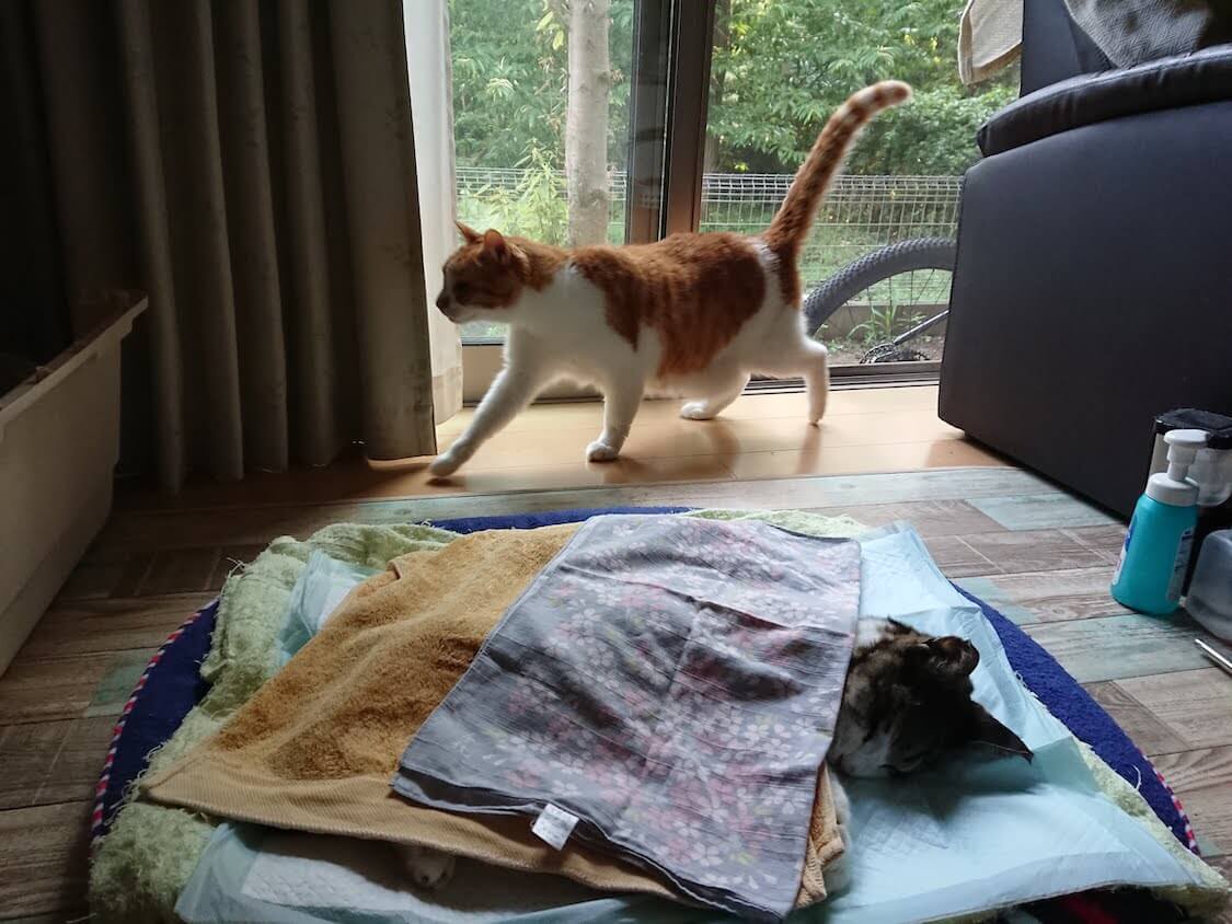 f:id:sumomomomoko:20210605222957j:plain