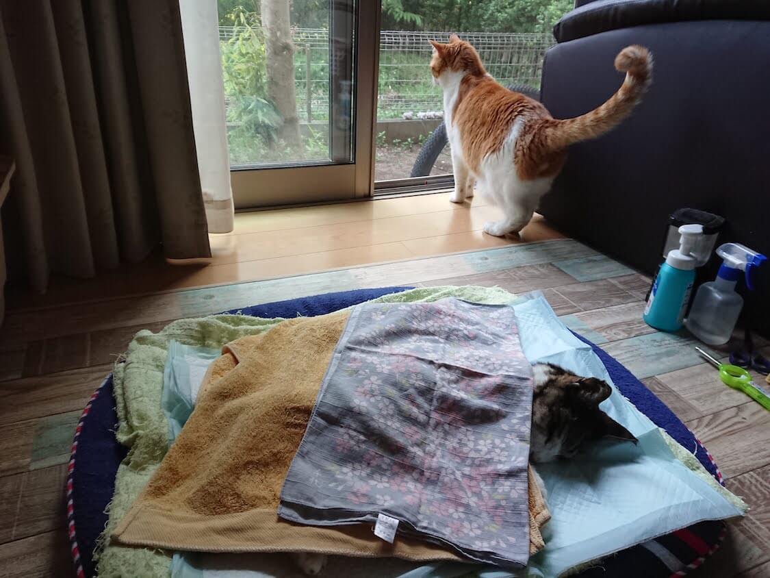 f:id:sumomomomoko:20210605223001j:plain