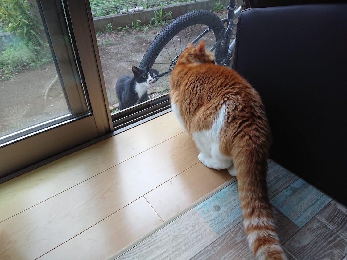 f:id:sumomomomoko:20210605223004j:plain