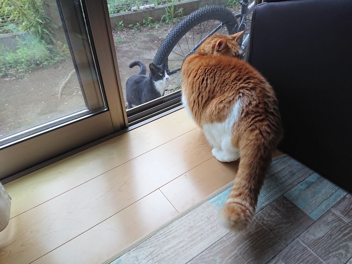 f:id:sumomomomoko:20210605223008j:plain