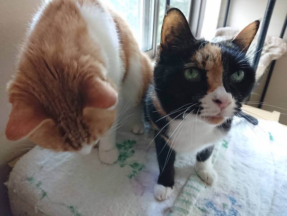 f:id:sumomomomoko:20210605223013j:plain