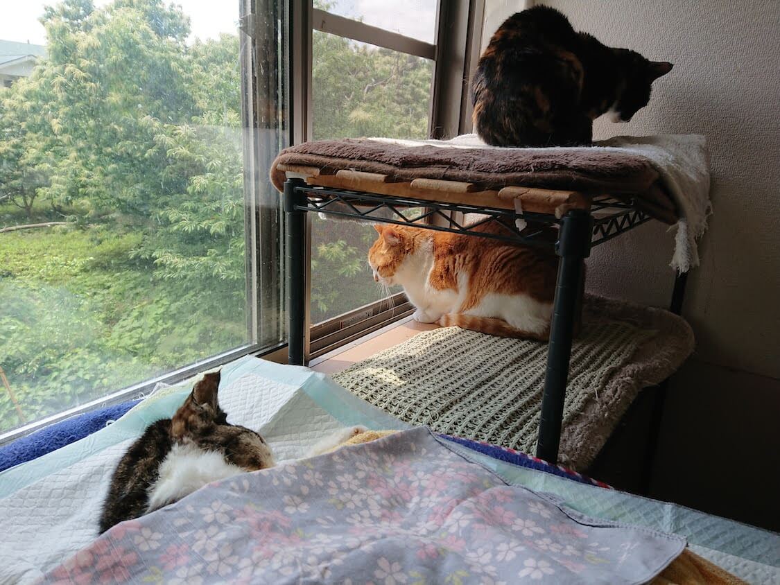 f:id:sumomomomoko:20210605223017j:plain