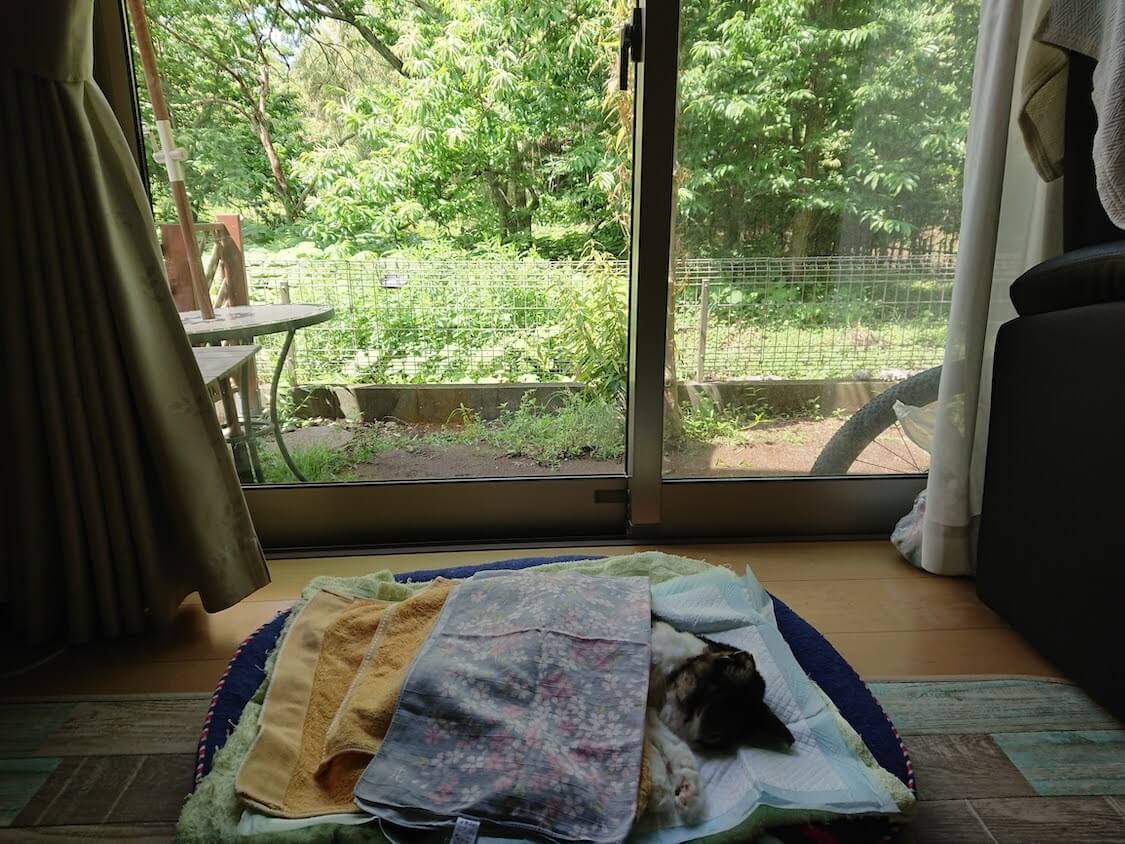 f:id:sumomomomoko:20210605223028j:plain