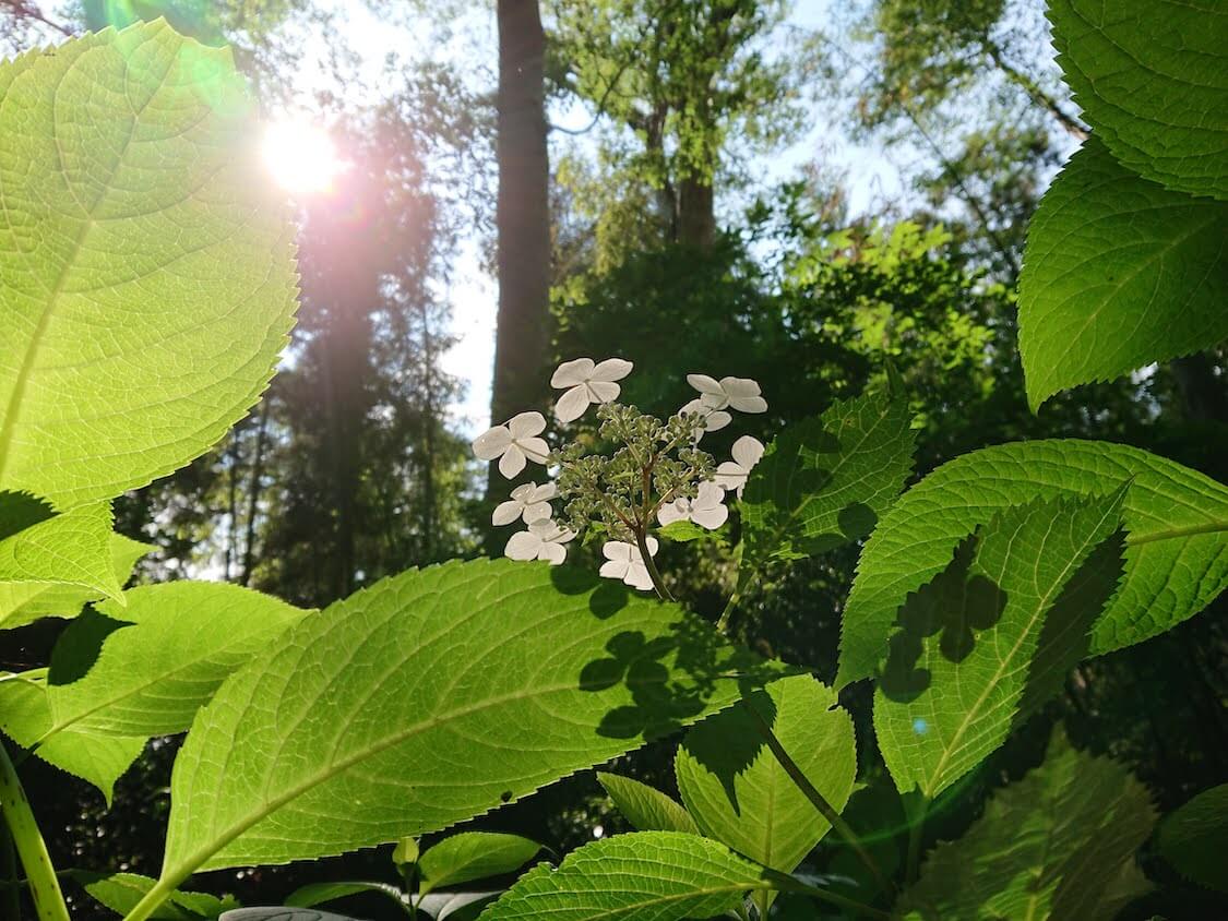 f:id:sumomomomoko:20210605223041j:plain