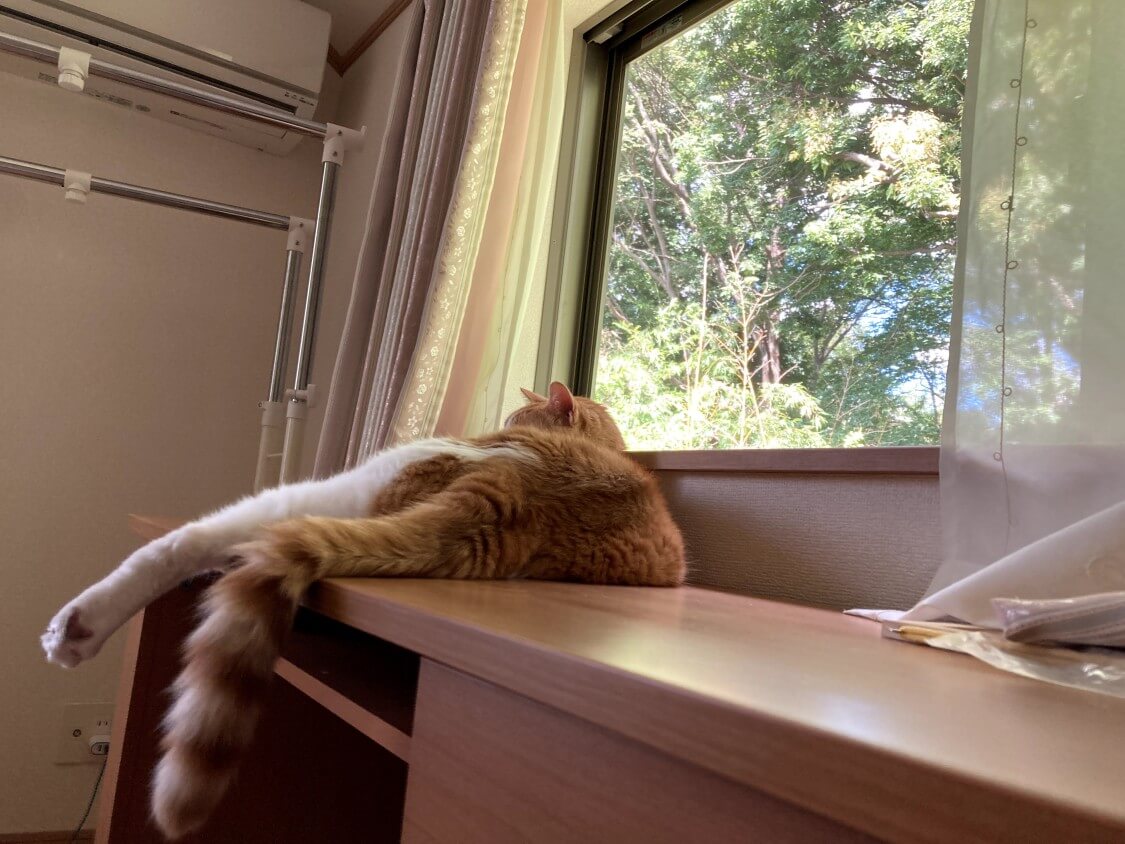 f:id:sumomomomoko:20210803204028j:plain