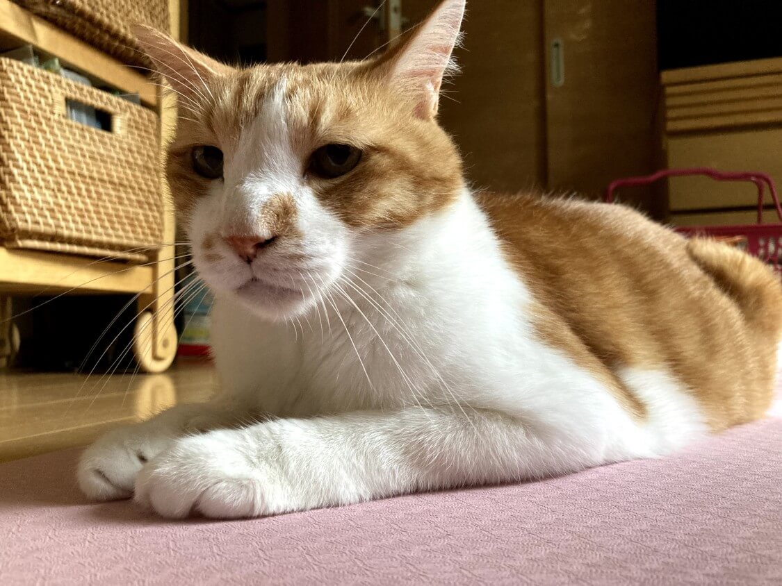 f:id:sumomomomoko:20210823202833j:plain