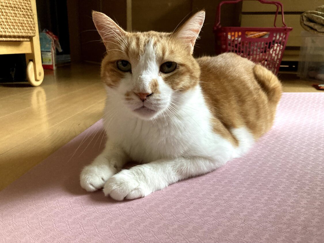 f:id:sumomomomoko:20210823202836j:plain