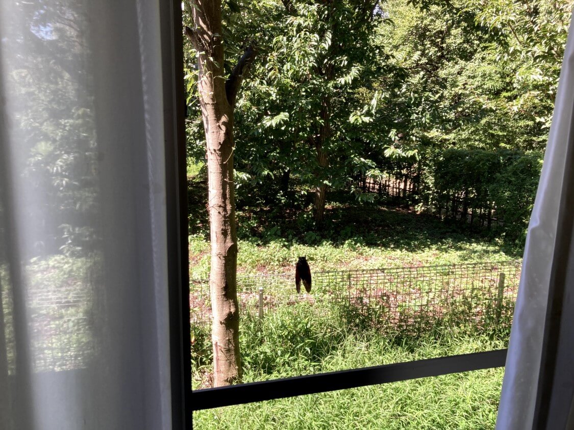 f:id:sumomomomoko:20210823202847j:plain