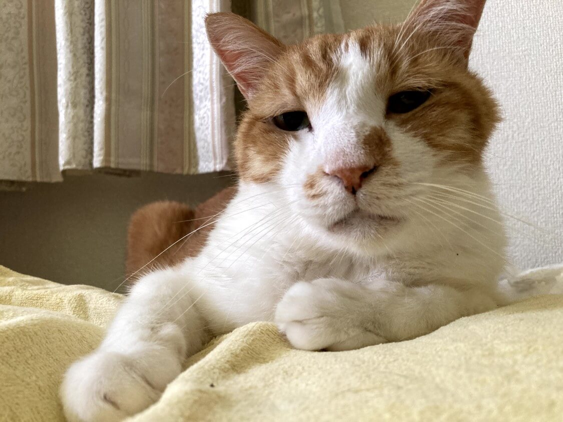 f:id:sumomomomoko:20210823202906j:plain