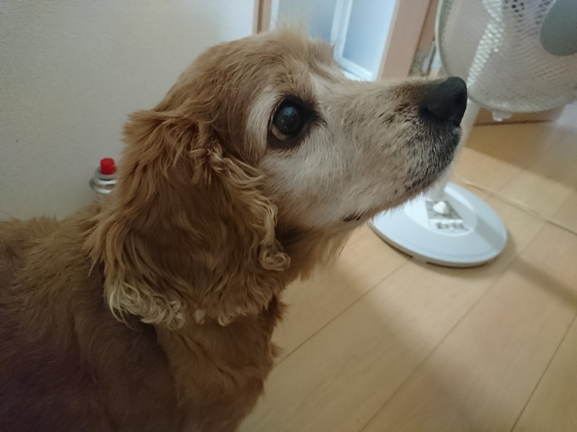 f:id:sumomomomoko:20210823204135j:plain