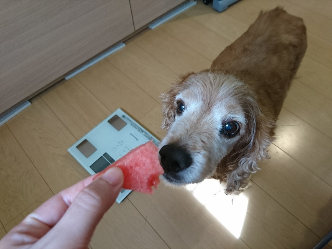 f:id:sumomomomoko:20210823204139j:plain