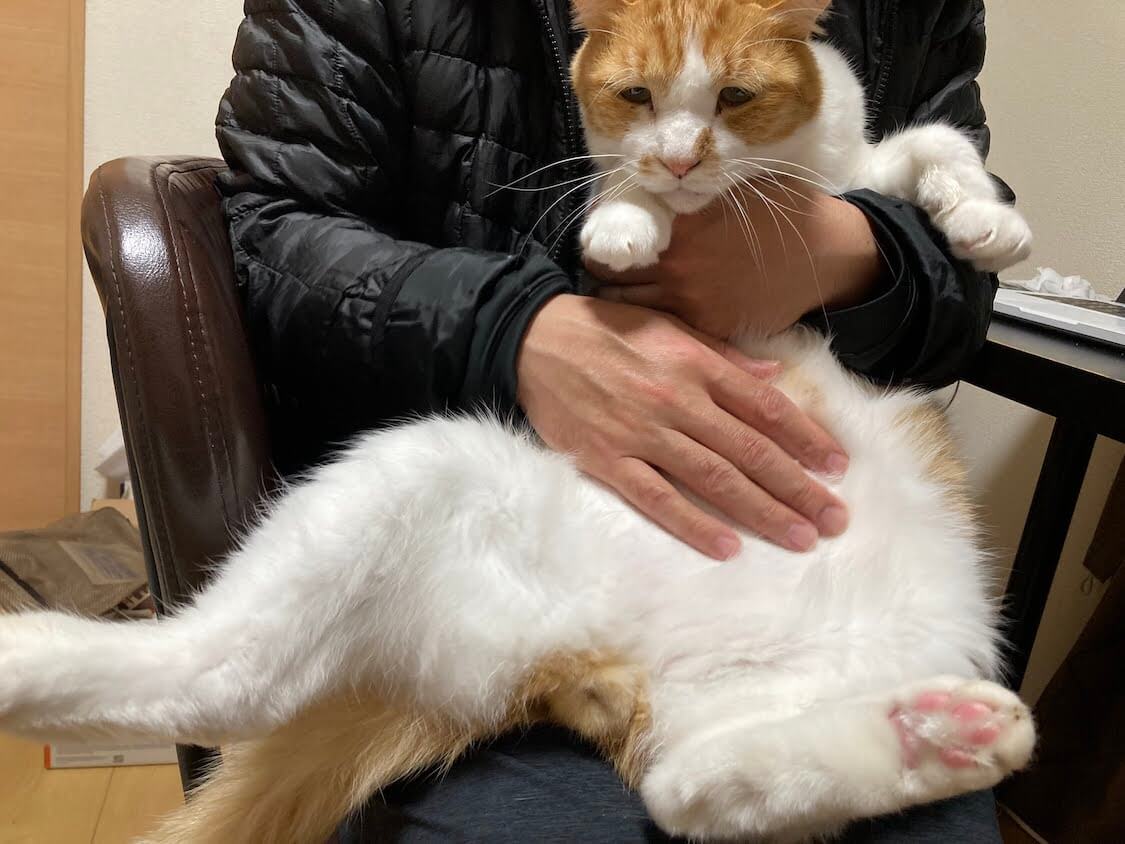 f:id:sumomomomoko:20211206231913j:plain