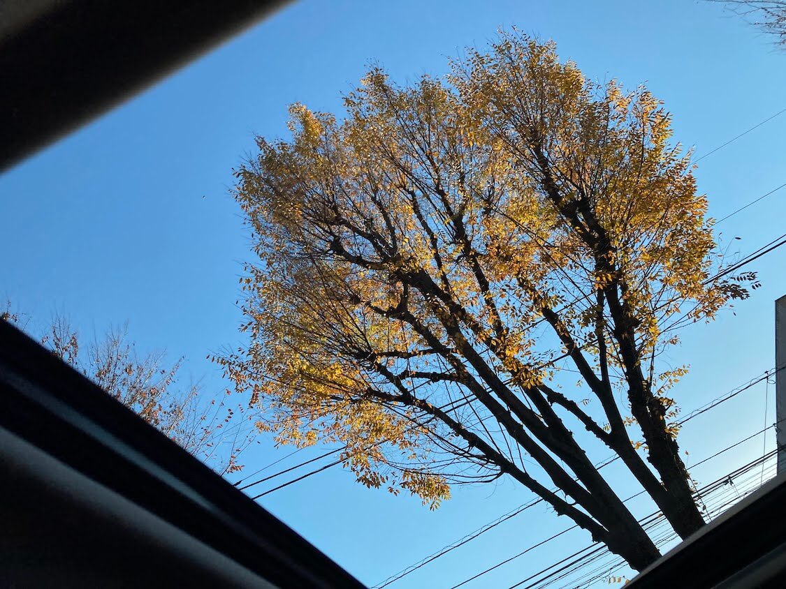 f:id:sumomomomoko:20211206231944j:plain