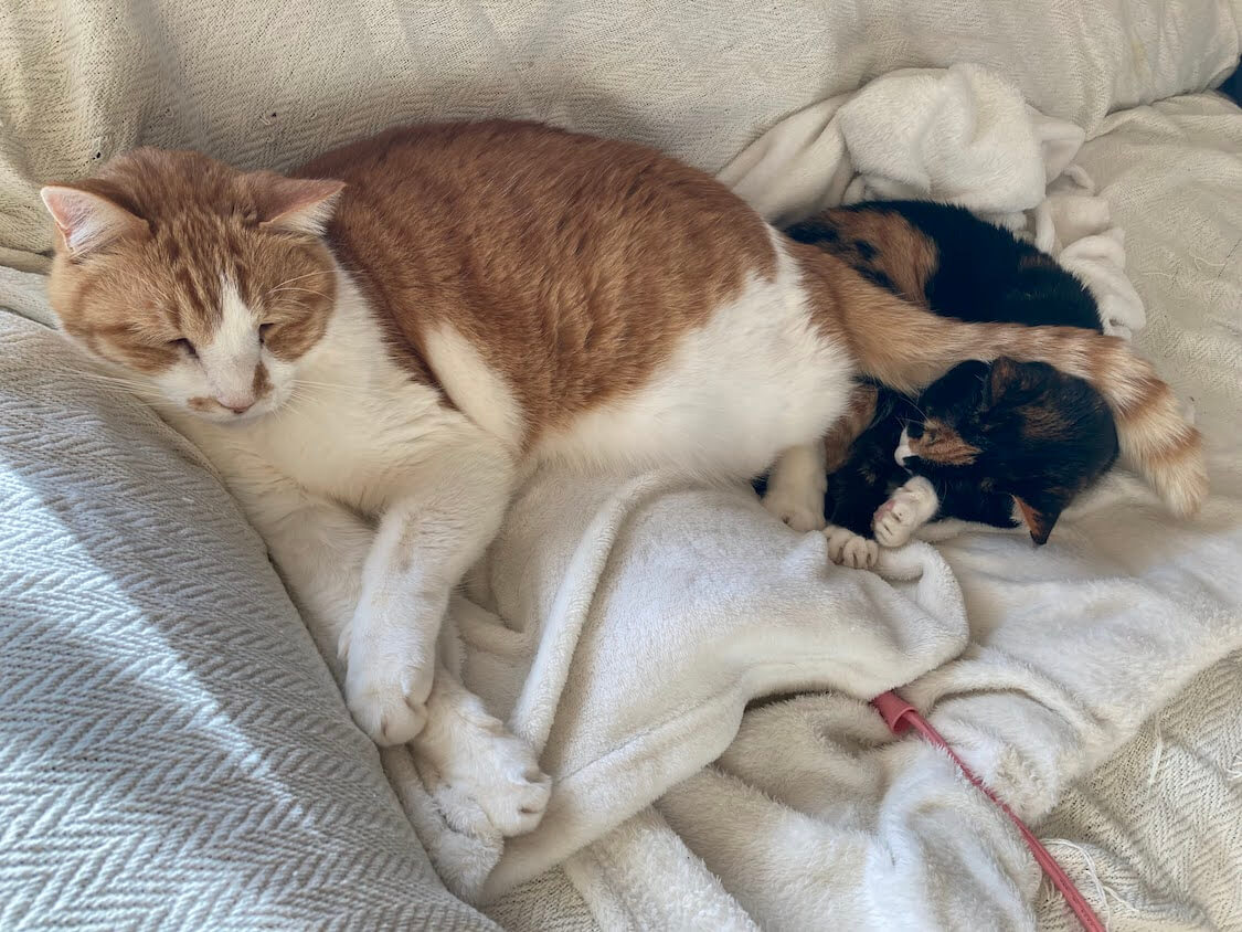 f:id:sumomomomoko:20211231170243j:plain