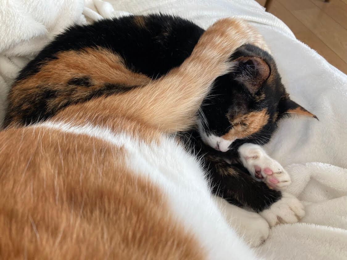 f:id:sumomomomoko:20211231170248j:plain