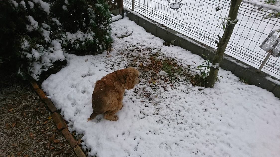 f:id:sumomomomoko:20211231170939j:plain