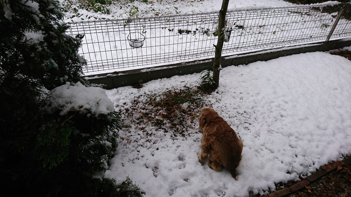 f:id:sumomomomoko:20211231170941j:plain