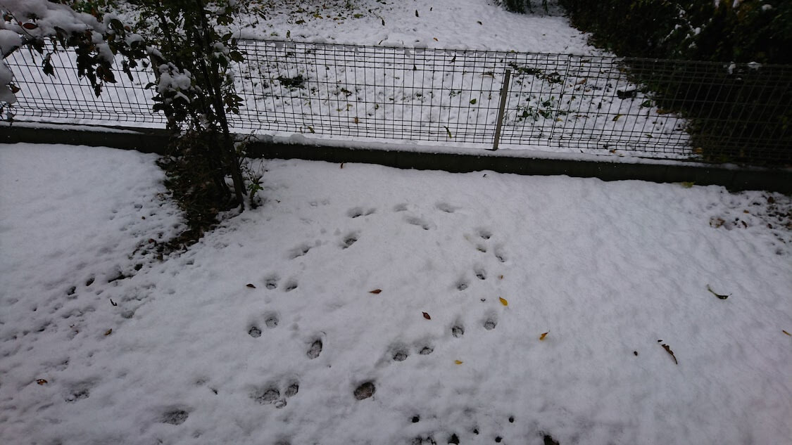 f:id:sumomomomoko:20211231170952j:plain